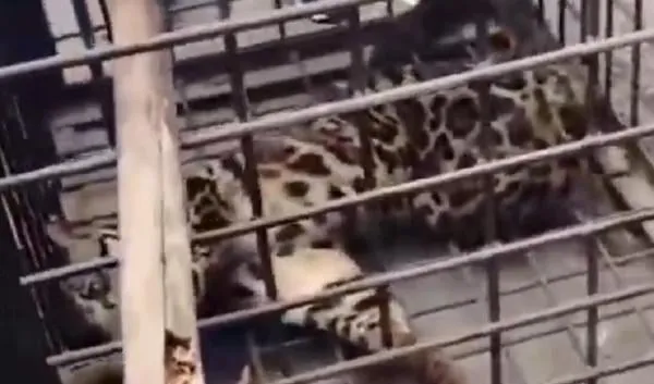 Macan Dahan Masuk Permukiman di Lahat, Diduga Peliharaan Warga