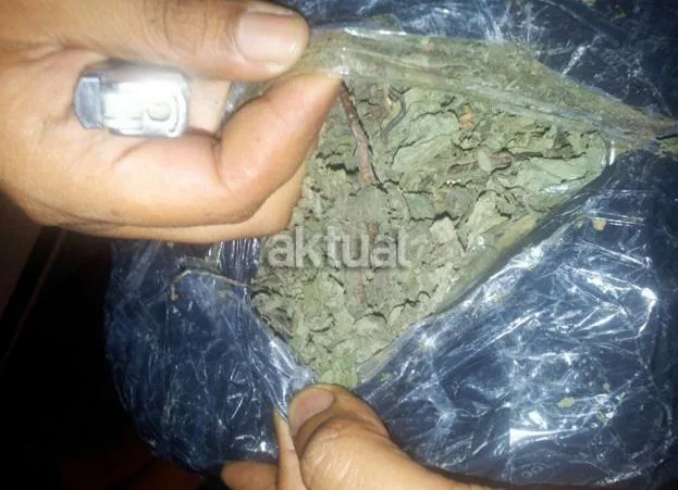 Warga Aceh Utara Temukan Karung Ganja Kering, Polisi Apresiasi Kesadaran Masyarakat