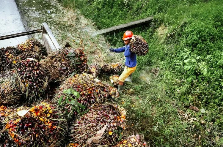 Pertumbuhan Ekonomi Sumatera Selatan Capai 5,03 Persen, Sektor Kelapa Sawit Mendominasi
