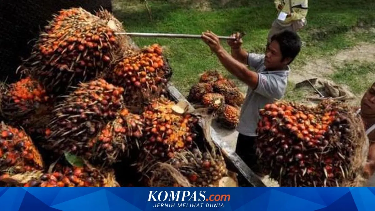 Peremajaan Sawit Rakyat Ditekankan BPDP untuk Tingkatkan Produktivitas Nasional