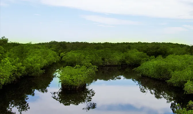 Gubernur Bali Dituduh Lalai dalam Pemberian Izin Pengelolaan Kawasan Mangrove untuk Pariwisata