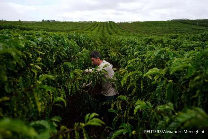 Robusta Jadi Bintang Baru di Pasar Kopi Global