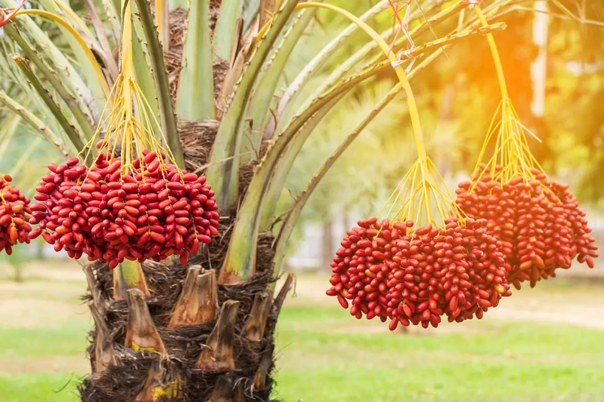 Harga Minyak Sawit Melonjak Pasca Penurunan Terendah