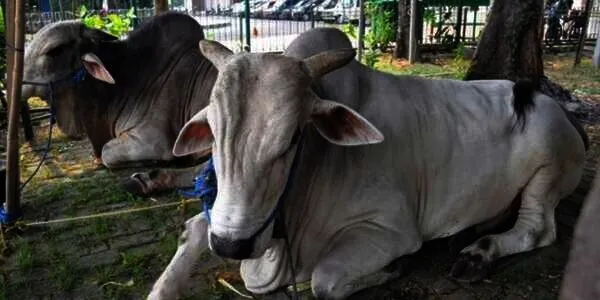 Waktu Penyembelihan Hewan Kurban Saat Idul Adha