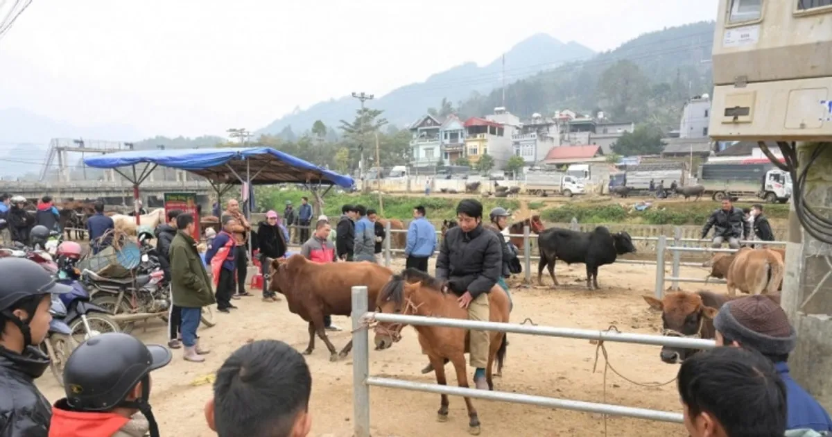 Pacuan Kuda Bac Ha: Tradisi dan Pariwisata di Dataran Tinggi