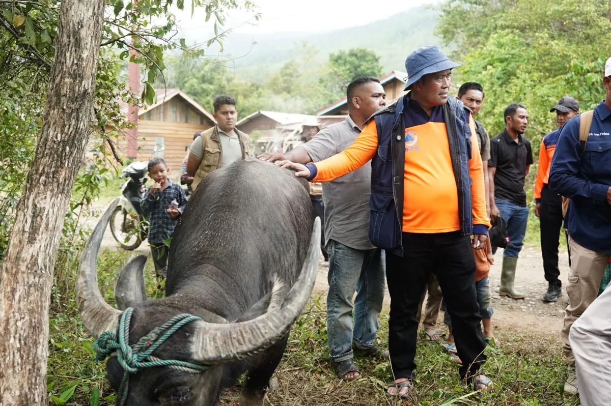 331 Sapi Meugang Disalurkan, Masyarakat Aceh Tengah Ucapkan Terima Kasih kepada Presiden Prabowo