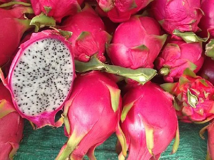 Indonesia Masuk Daftar 10 Negara Terbesar Penghasil Buah Naga Dunia