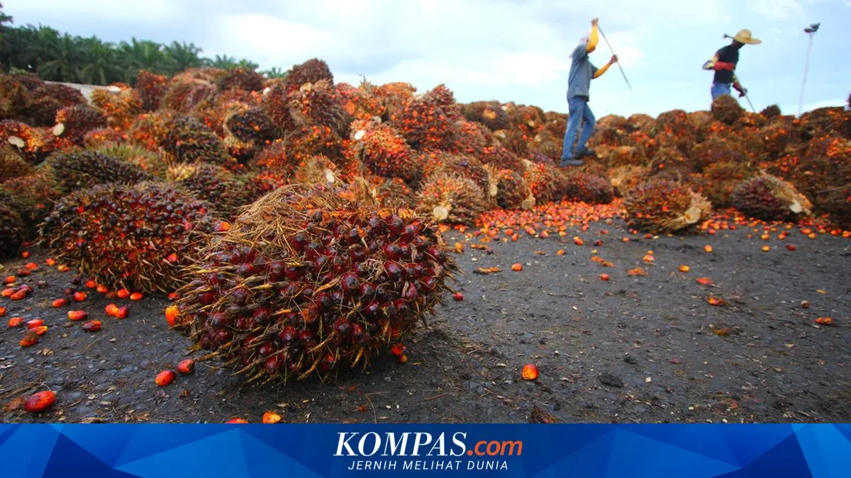 Dampak Ekspansi Sawit di Papua: Ancaman Lingkungan dan Konflik Sosial