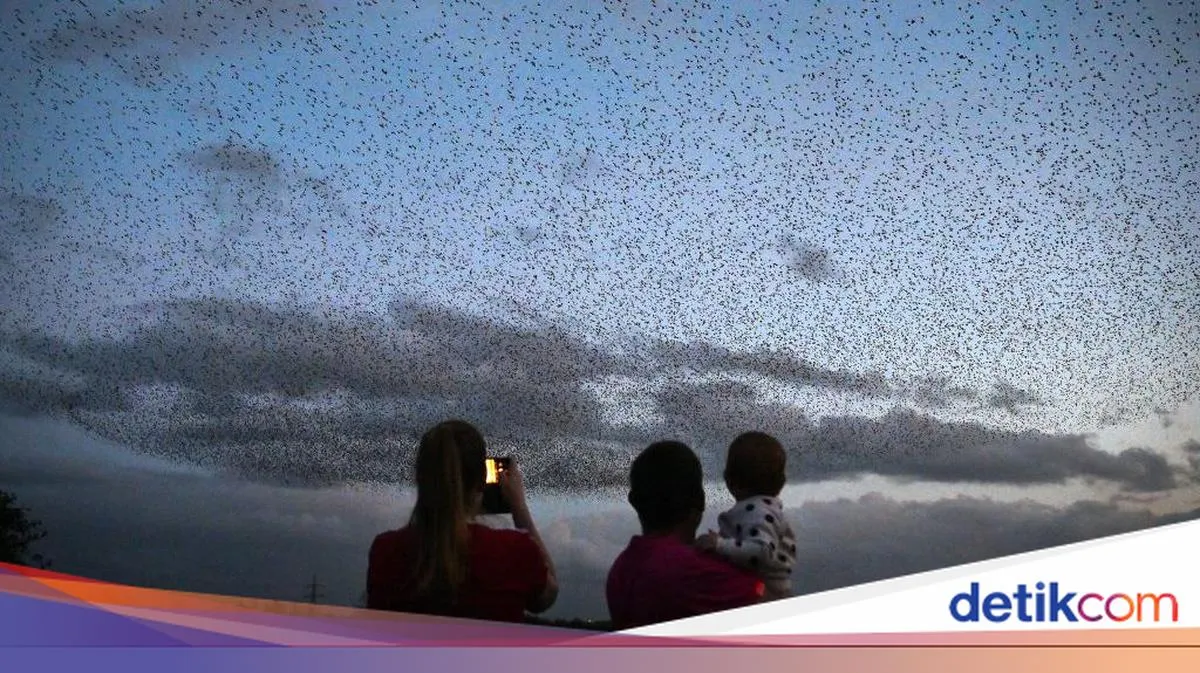 Lombok, Titik Strategis Migrasi Burung Dunia