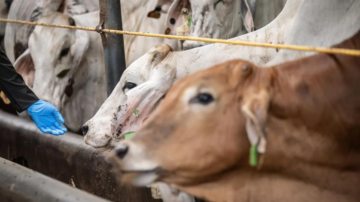 Swasta Tuntut Kepastian Izin Impor Daging Sapi di Tengah Pengalihan Kuota ke BUMN