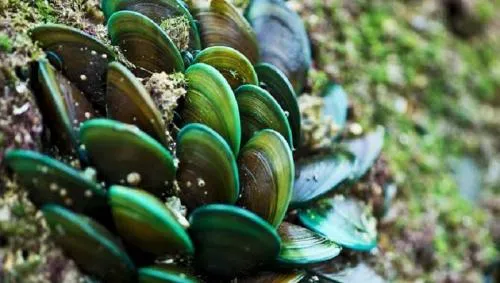 Risiko Kesehatan dari Kontaminasi Mikroplastik pada Kerang Hijau di Jawa Timur