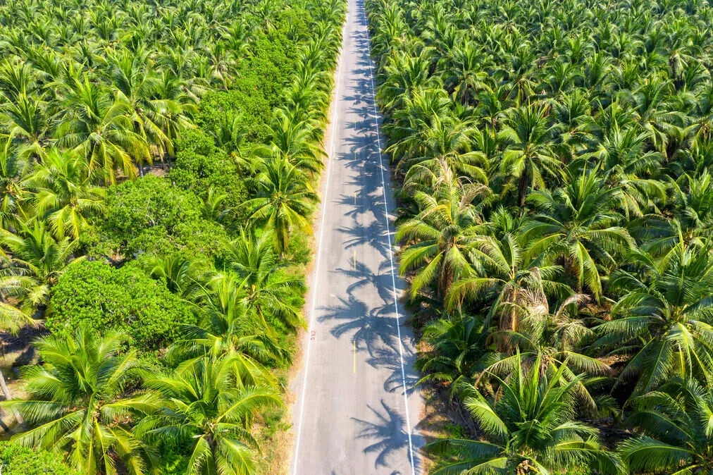 Kalimantan Tengah, Pusat Kedua Perkebunan Kelapa Sawit Terbesar di Indonesia