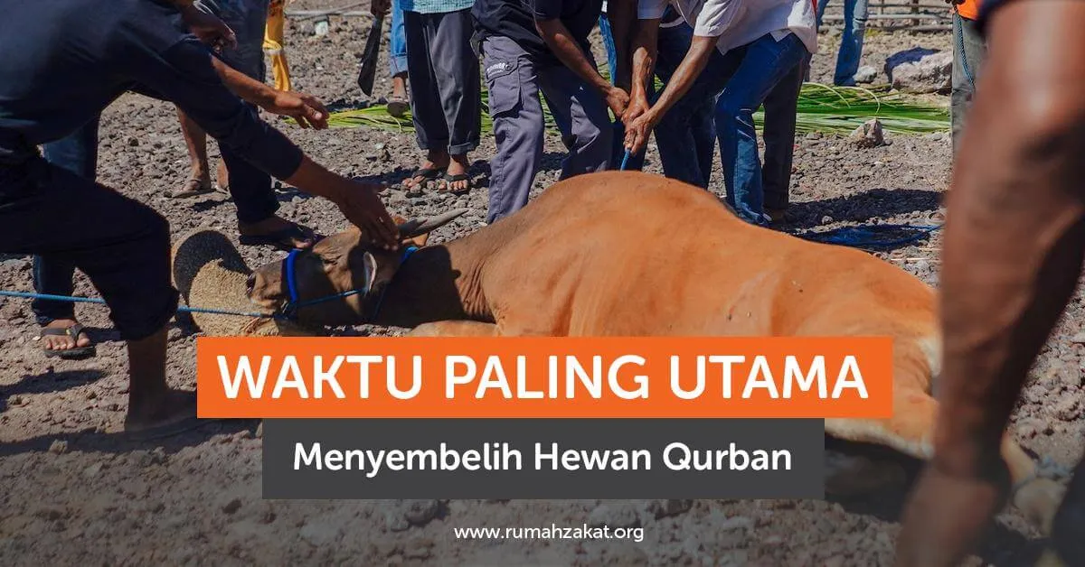Waktu Utama untuk Menyembelih Hewan Qurban di Idul Adha