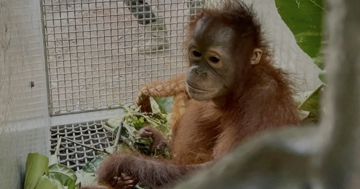 Bayi Orangutan Ditemukan Tanpa Induk di Kebun Sawit Ketapang