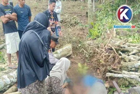 Buruh Harian Tewas Tertimpa Pohon saat Bekerja di Tanggamus