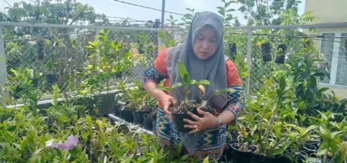 Dari Hobi Jadi Hasil: Petani Anggrek Jombang Sukses Berbisnis Tanaman Hias