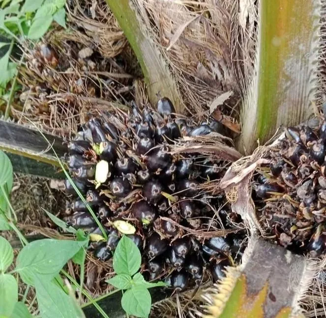 Perkebunan Sawit Ternyata Hemat Deforestasi Global
