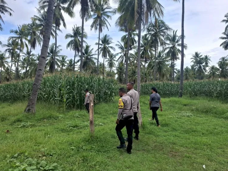 Polres Sikka Cek Lokasi Panen Raya Jagung untuk Dukung Ketahanan Pangan Nasional