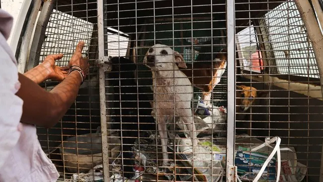 Negara-Negara dengan Konsumsi Daging Anjing Tertinggi di Dunia