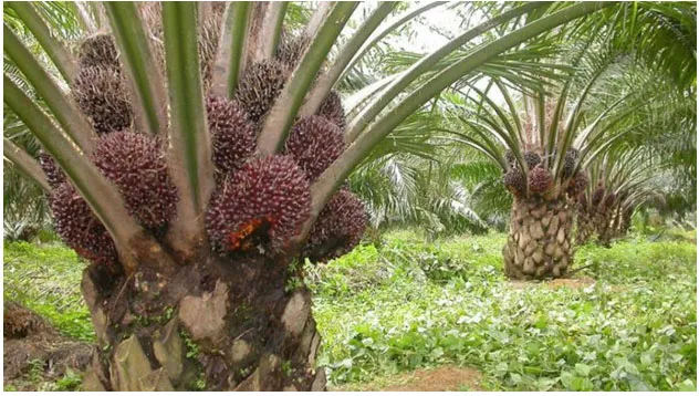 Kelapa Sawit Menjadi Komoditas Utama Petani di Perbatasan Kalimantan Barat