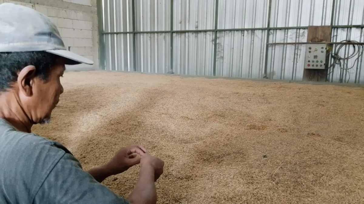 Proses Pengeringan Gabah di Gapoktan Ngudi Tani Dipercepat untuk Menjaga Kualitas