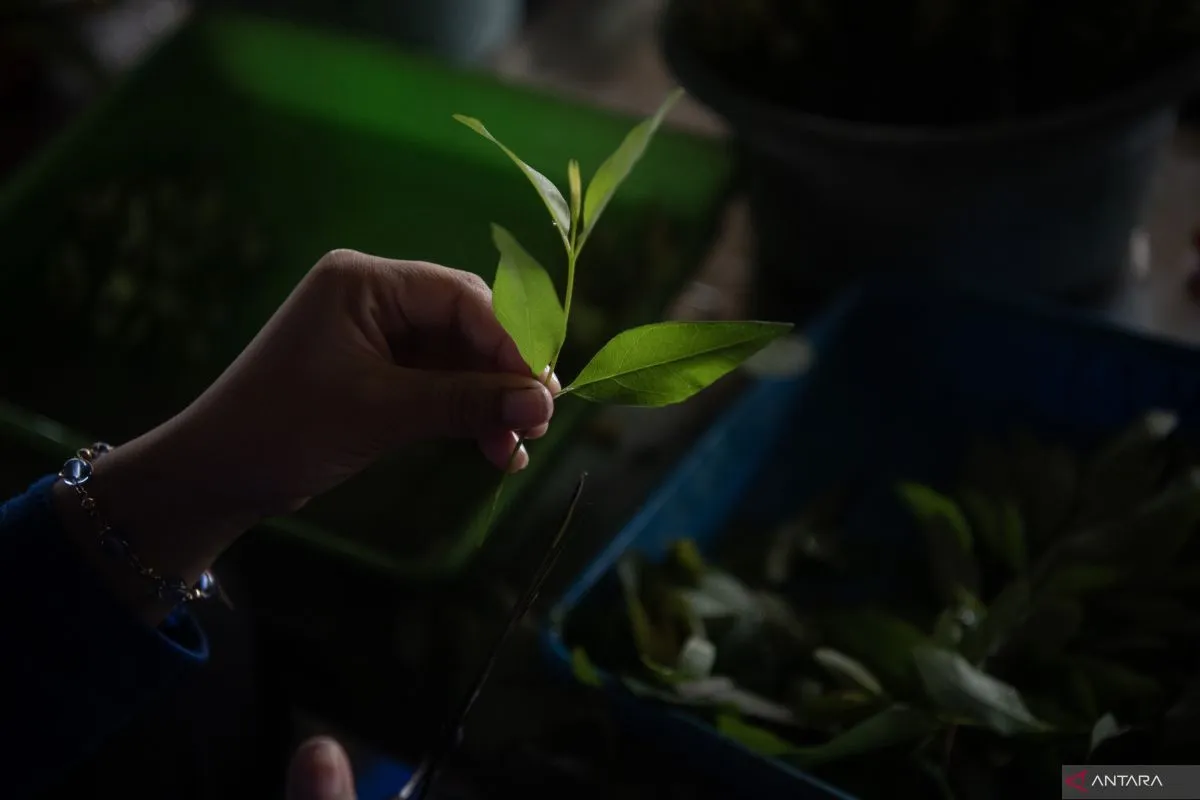 Pusat Pembibitan Pohon Eucalyptus di Ogan Komering Ilir: Produksi Bibit untuk Keberlanjutan Industri