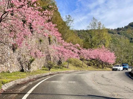 Menyusuri Keindahan Sakura di Jalur Beiheng dengan Peta Jalan Santai 2026