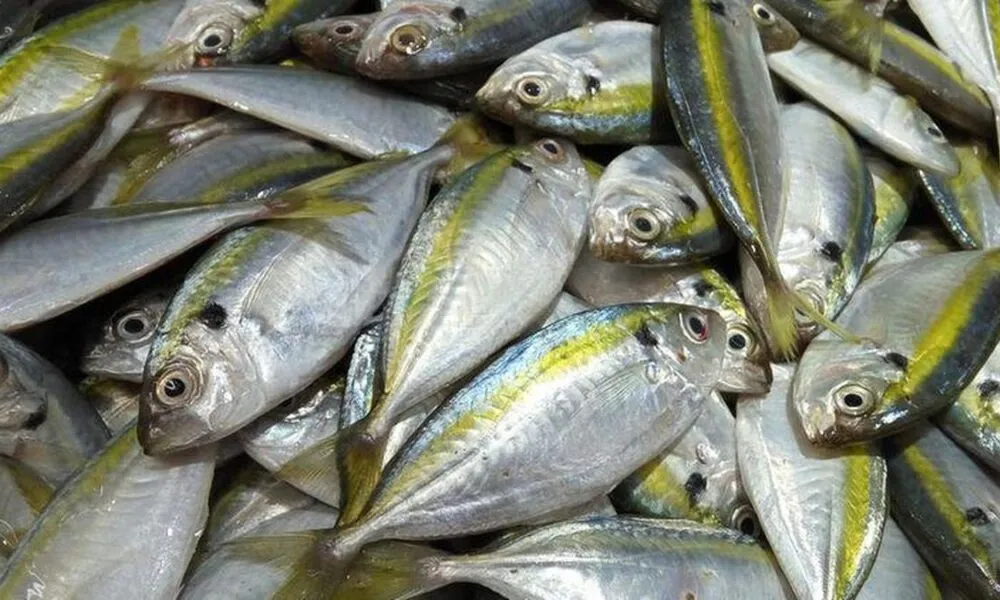 Perbandingan Nutrisi Ikan Lele dan Ikan Kembung: Pilih Mana untuk Kesehatan?