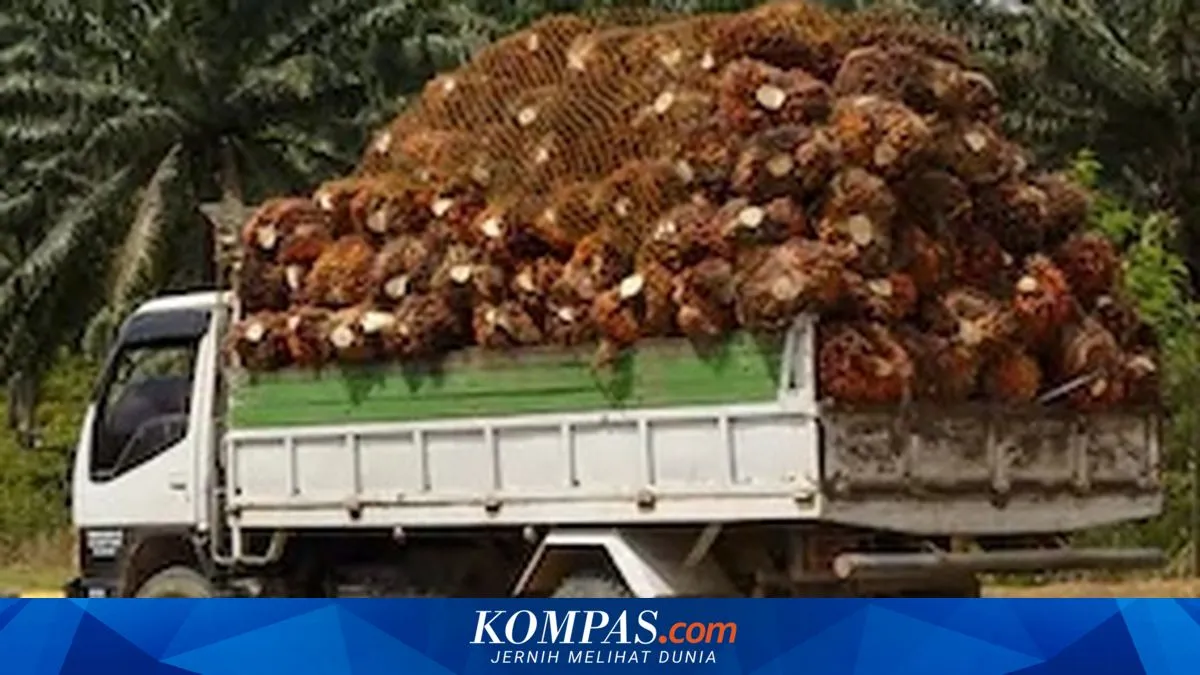Sinkronisasi Kebijakan Kunci Pengembangan Sektor Sawit Menuju 2045