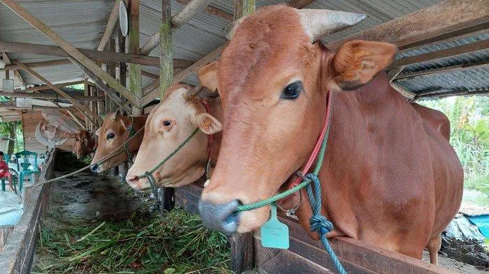 Pemerintah Indonesia Perketat Impor Sapi Australia setelah Ditemukan Penyakit Lumpy Skin Disease