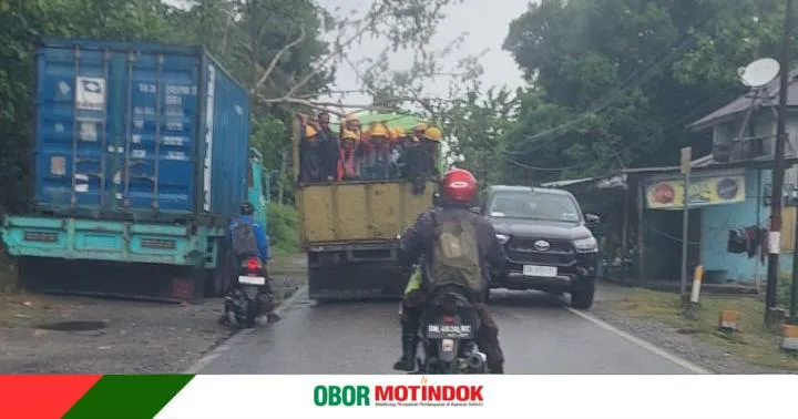 Pohon Tumbang Ganggu Arus Lalu Lintas di Trans Sulawesi Desa Uso