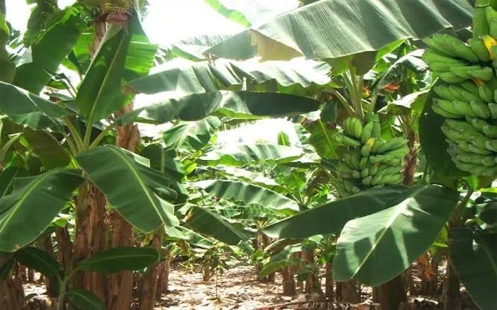Pemkab Berau Kembangkan Pisang Kepok dengan Teknologi Kultur Jaringan