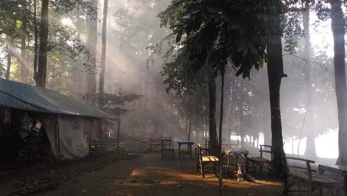 Menikmati Keindahan Hutan CIFOR di Kota Bogor