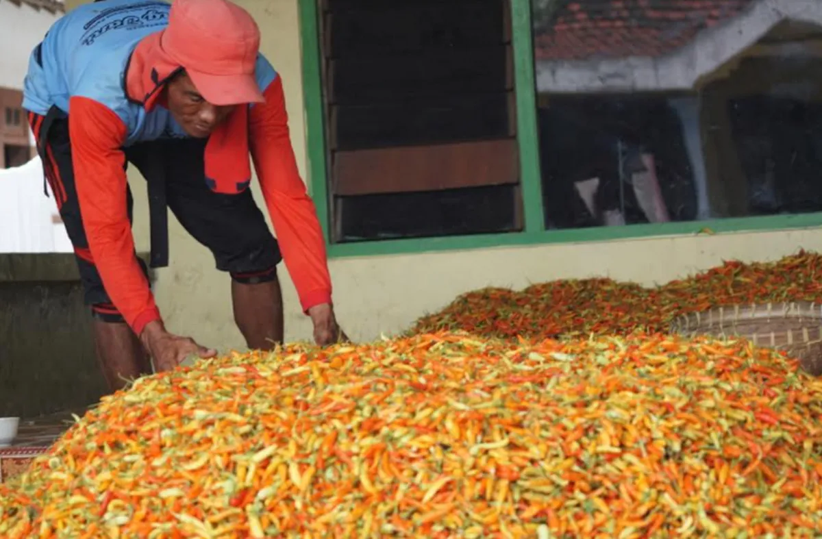 Teknologi Pascapanen Diperlukan untuk Stabilkan Harga Cabai Jelang Ramadan