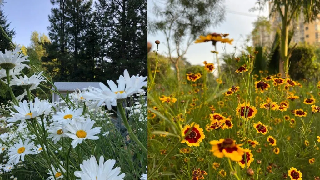 Delapan Bunga Mirip Bunga Matahari untuk Hiasi Taman Anda