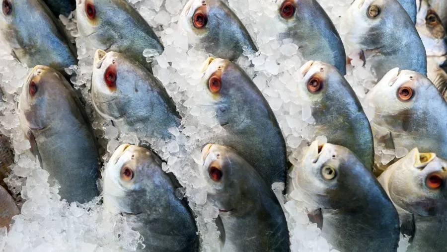Perbandingan Nutrisi antara Susu Ikan dan Ikan Segar: Penjelasan dari Ahli Gizi