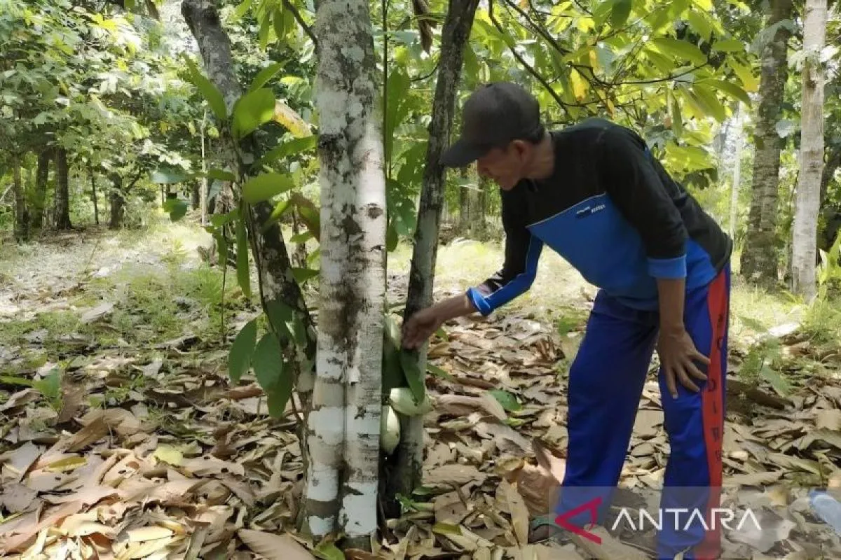 Hilirisasi Komoditas Tropis: Kunci Menuju Indonesia Maju 2045