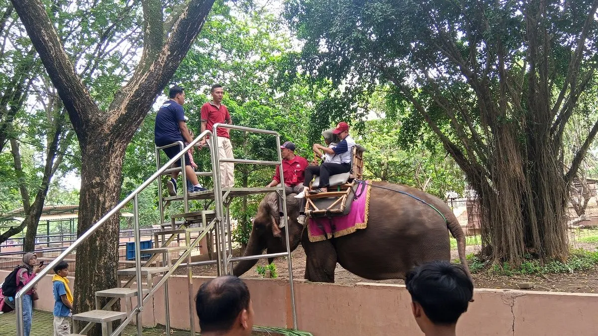 Kemenhut Terapkan Larangan Nasional Gajah Tunggang dengan Sanksi Tegas