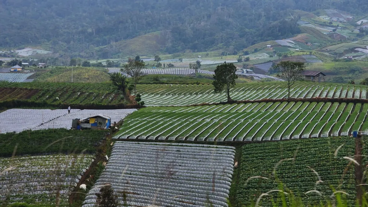 Kabupaten Solok Berupaya Menjadi Sentra Bawang Merah Terbesar di Indonesia