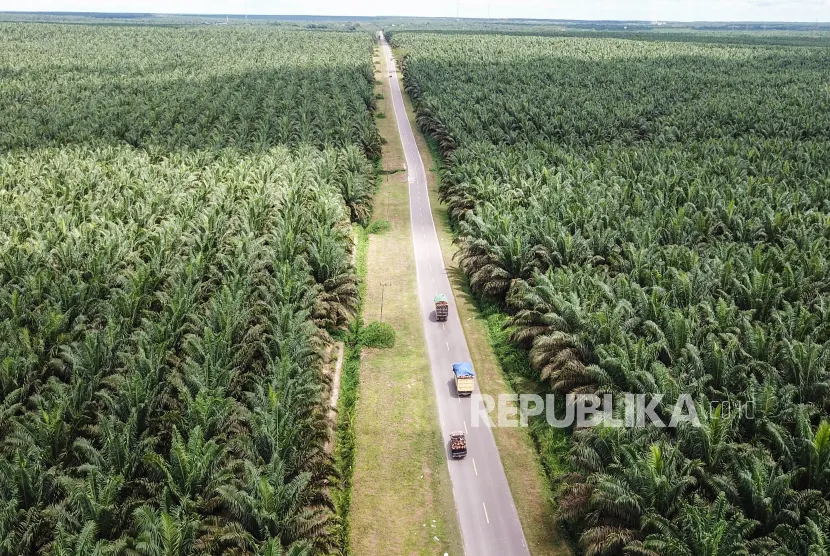 Enam Provinsi Dominasi Areal Sawit Nasional, Kalimantan Tiga Besar