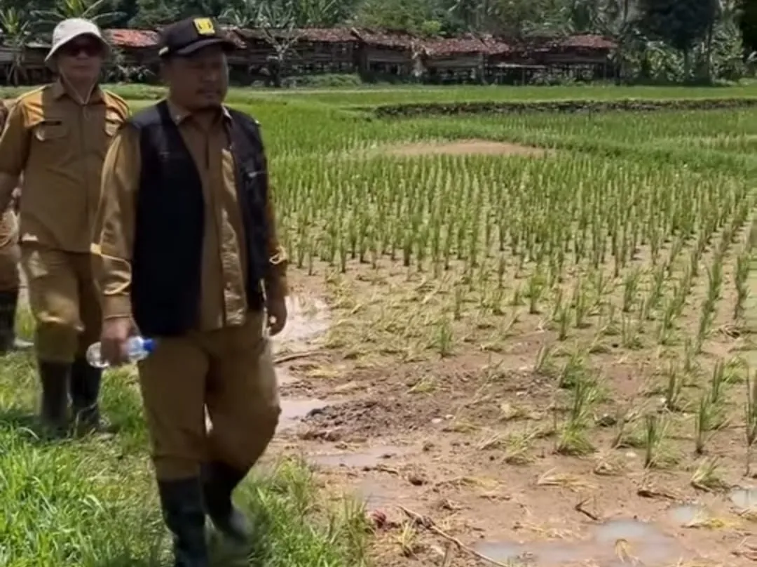 Dinas Pertanian Sukabumi Lakukan Monitoring Lahan Pertanian Terdampak Banjir di Cisolok dan Cikakak