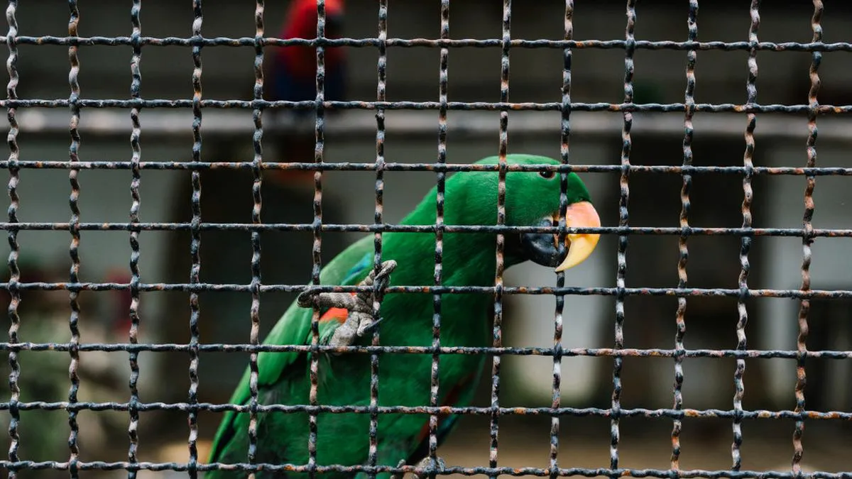 Mitos Memelihara Burung dalam Budaya Jawa dan Berbagai Belahan Dunia