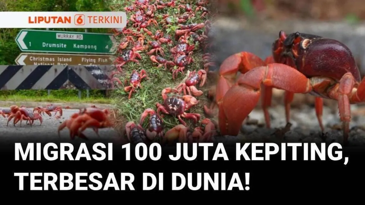 Migrasi 100 Juta Kepiting Merah Warnai Pesisir Pulau Christmas