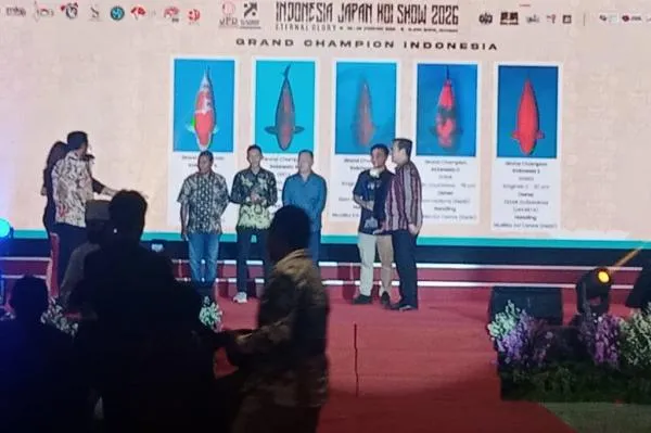 IJKS 2026 di Bogor: Pamer Koi Lokal dan Perkuat Hubungan RI-Jepang