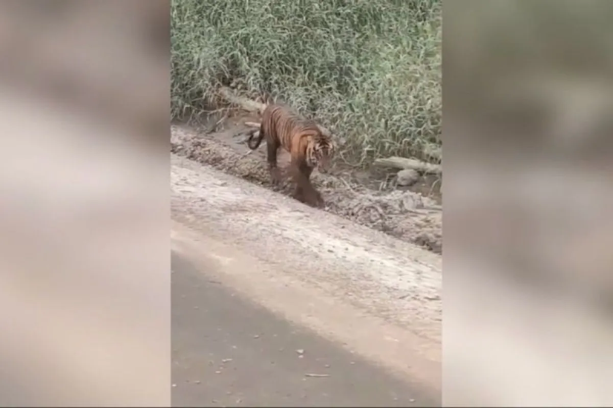 Viralnya Video Harimau Sumatera Melintas di Jalan, BBKSDA Riau Berikan Penjelasan