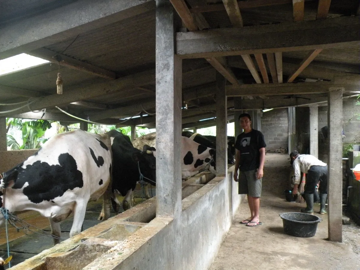 Susu Sapi Segar Berkualitas Tinggi dari Cepogo