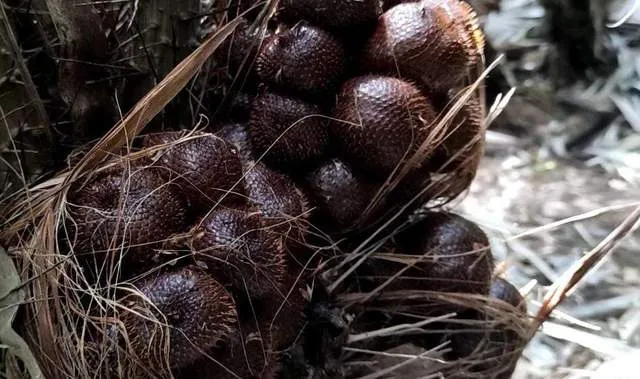Wonosalam: Pusat Utama Produksi Salak di Jombang
