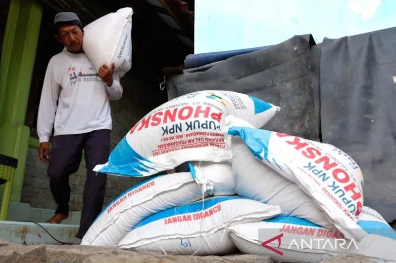 Kemudahan Akses Pupuk Subsidi Meningkatkan Produktivitas Petani Padi di Cirebon