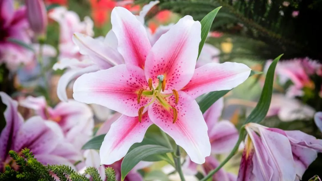 Mengenal 5 Jenis Bunga Lily untuk Dekorasi Ruangan dan Taman
