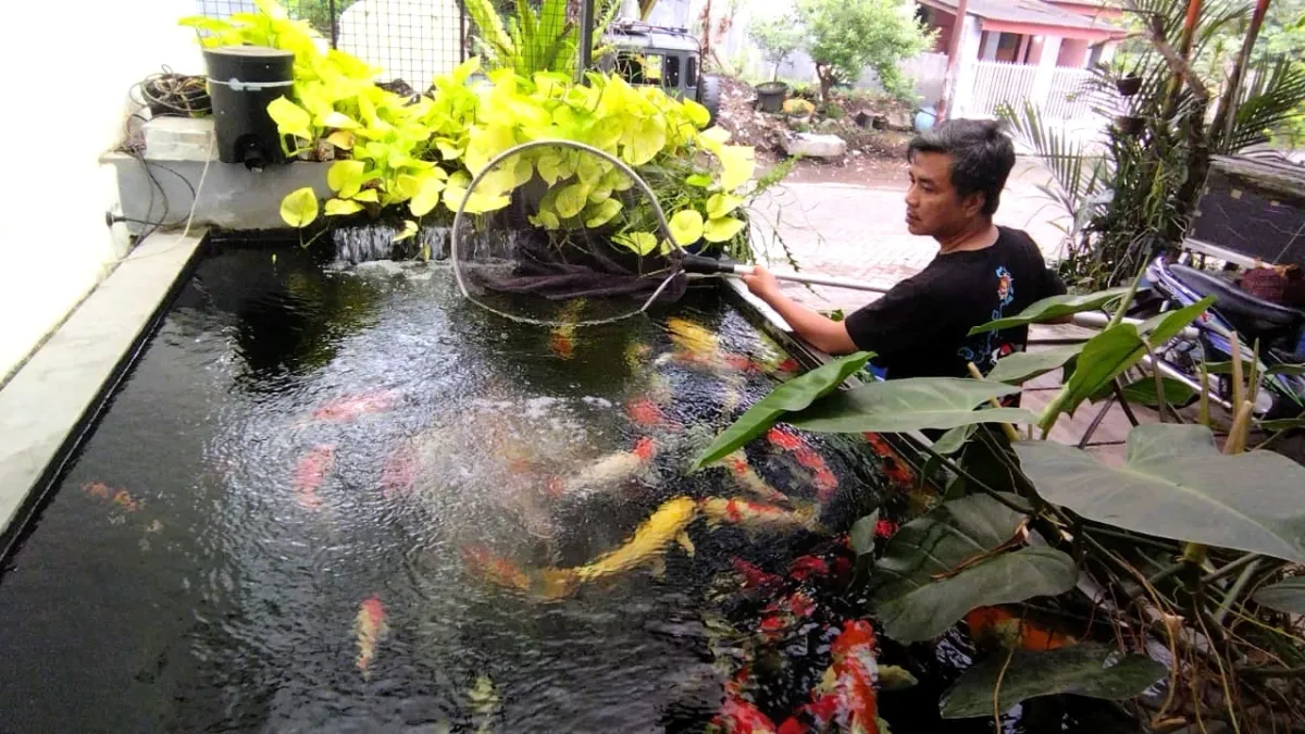 Jurnalis Jember Beralih ke Budidaya Ikan Koi, Raih Kesuksesan Finansial